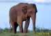 slon-indicky--elephas-maximus-2[1].jpg
