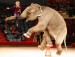 slon v cirkuse.jpg